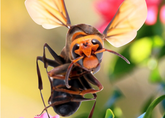 スズメバチの威嚇と回避方法