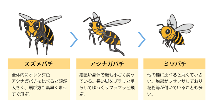 ハチの種類