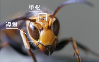 ハチの目の構造
