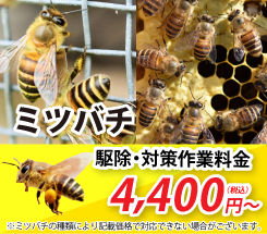 ミツバチ駆除・対策の作業料金